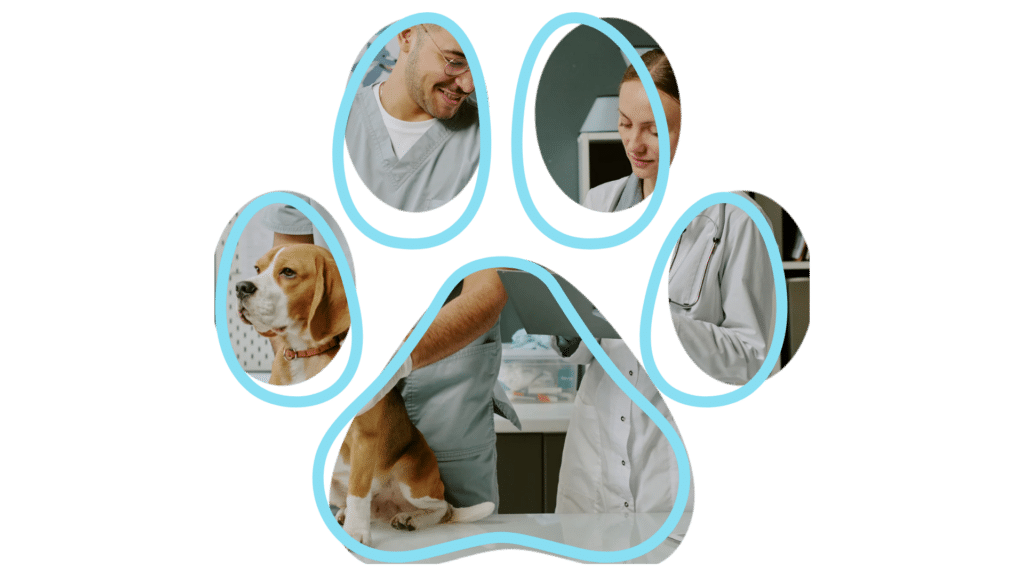 Vet near me dental care service at Anchor Bay Veterinary Center in New Baltimore