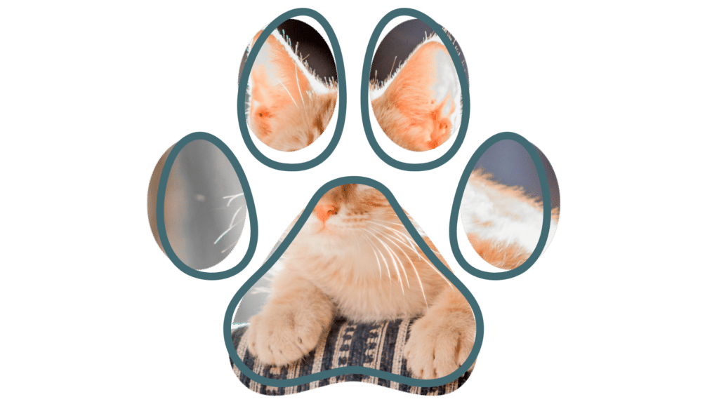 Vet near me microchipping service at Anchor Bay Veterinary Center in New Baltimore MI