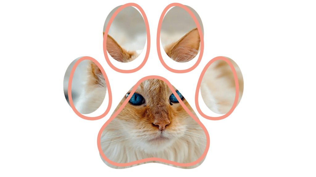 Vet near me senior pet care exam at Anchor Bay Veterinary Center in New Baltimore