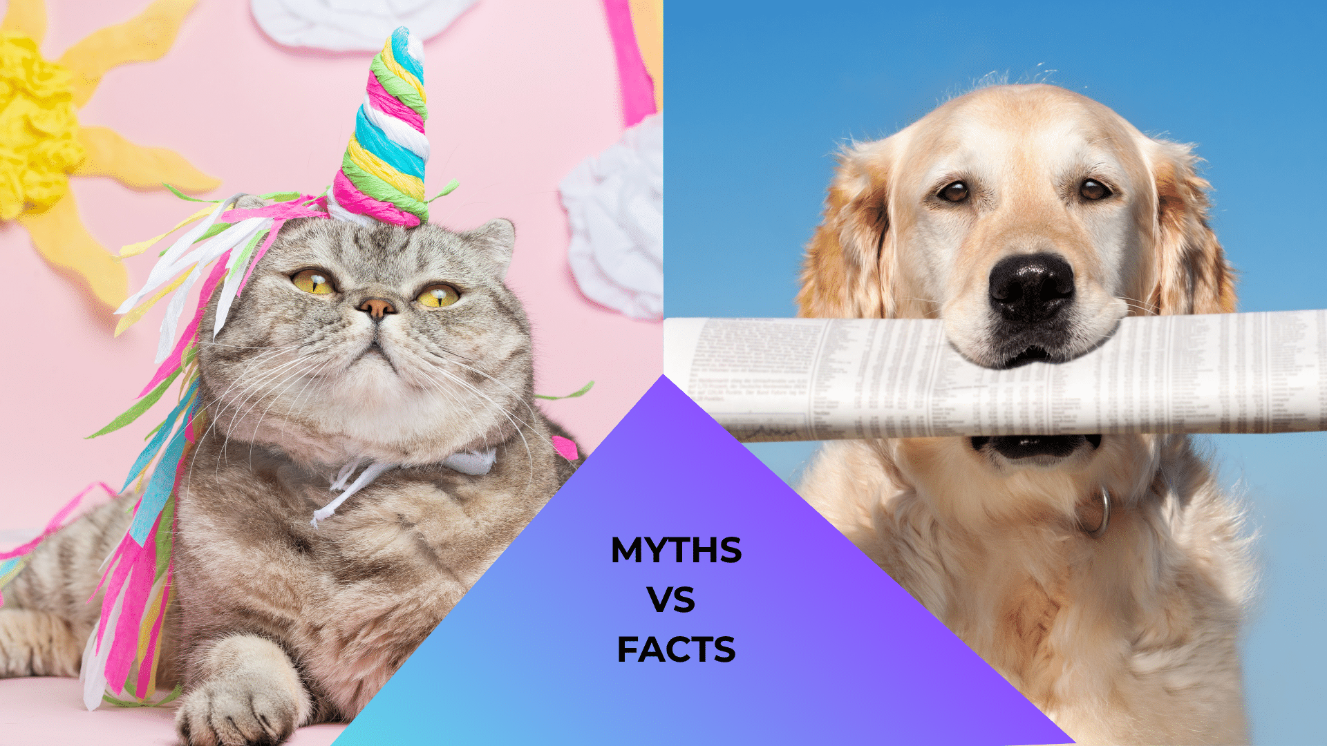 Veterinary animal care in New Baltimore, MI featuring a cat dressed like a unicorn and a dog reading a newspaper representing myths and facts.