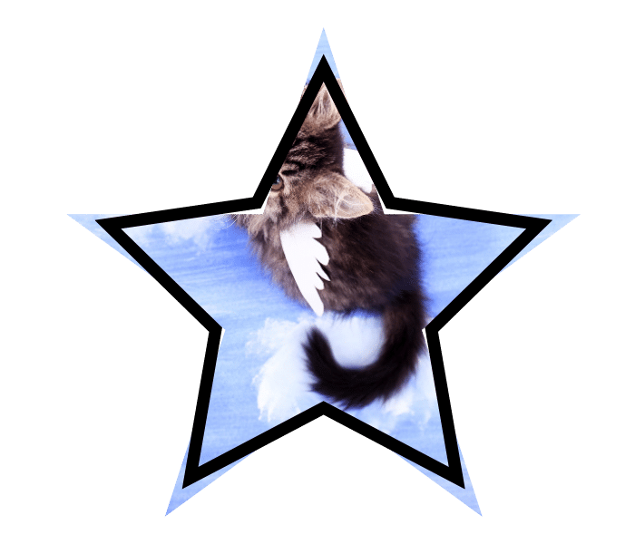 A cat with wings representing common pet health myths in New Baltimore.