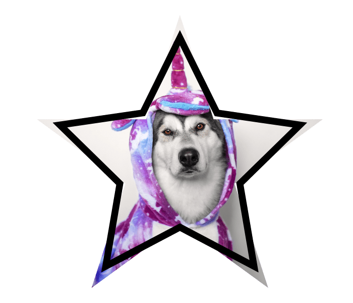 Dog wearing a unicorn costume to symbolize pet care myths covering up facts.