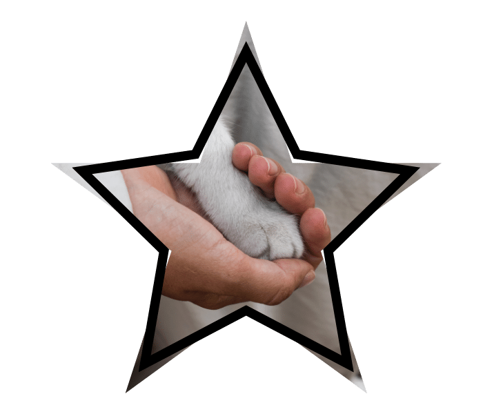 Animal care at Anchor Bay Veterinary Center in New Baltimore, MI showing a person's hand gently holding a cat's paw.