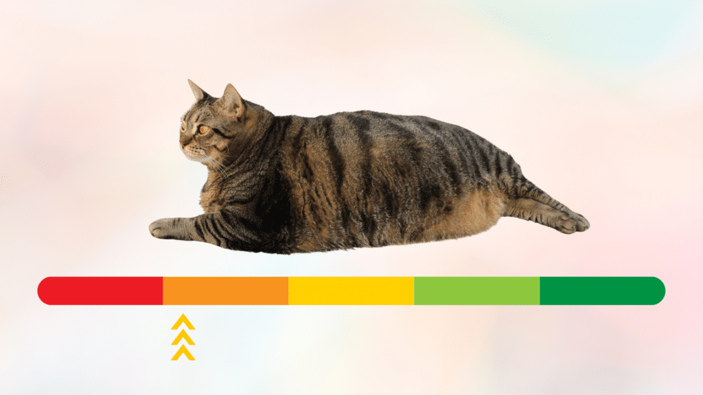 Overweight tabby cat above a color-coded scaler in New Baltimore, MI