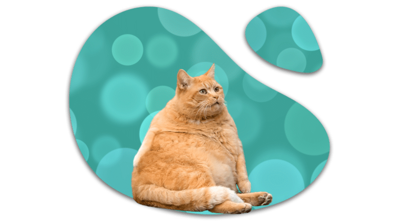 Overweight orange tabby cat sitting against a turquoise background in New Baltimore