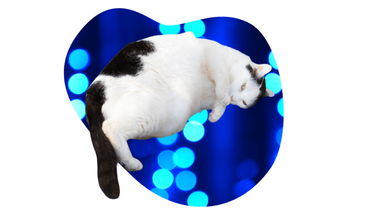 Overweight black and white cat resting against a blue background for Anchor Bay Veterinary Center